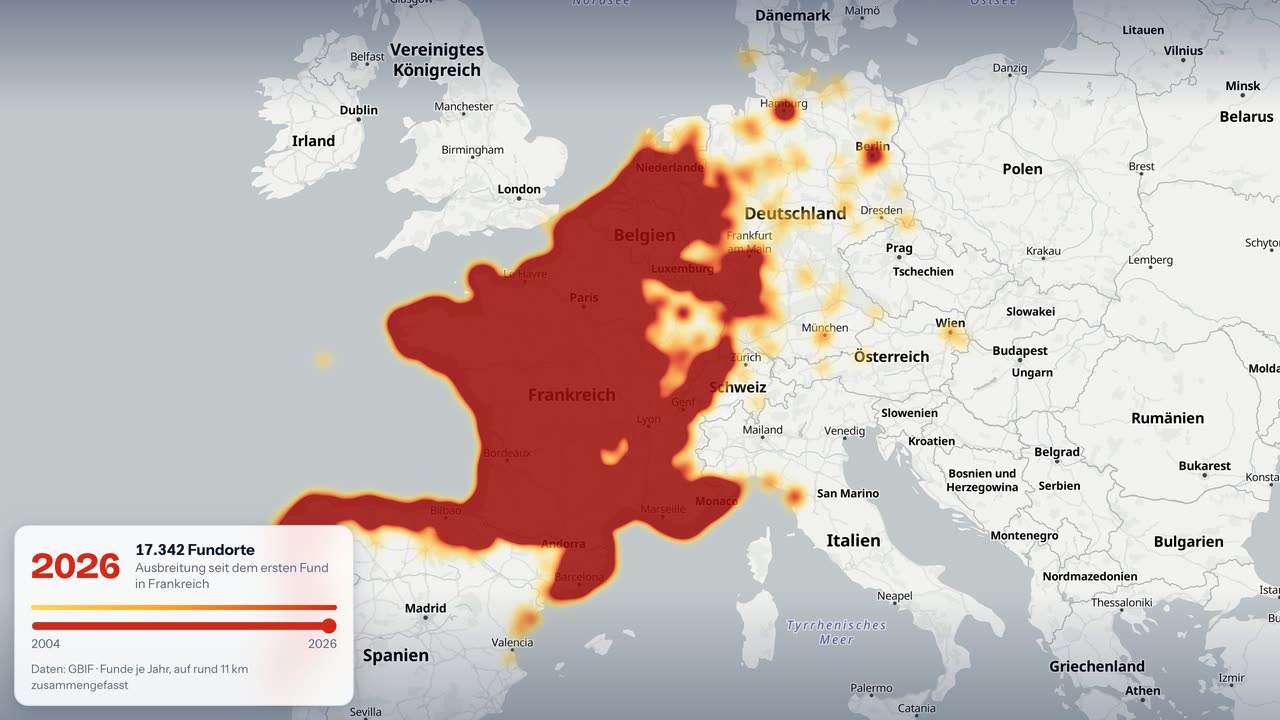 Zeitraffer: Ausbreitung der Asiatischen Hornisse in Europa von 2004 bis 2026. Aus fünf Fundorten in Südwestfrankreich wird bis 2026 eine Fläche, die Frankreich, Belgien, die Niederlande und den Westen Deutschlands bedeckt.