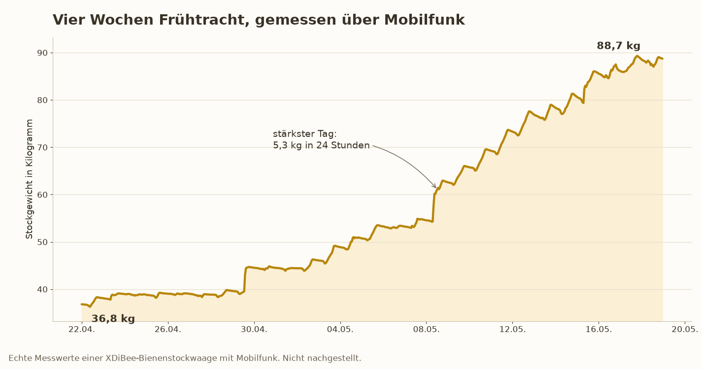 Gewichtsverlauf eines Bienenstocks über vier Wochen Frühtracht: die Kurve steigt von 36,8 auf 88,7 Kilogramm, am 8. Mai allein um 5,3 Kilogramm an einem Tag