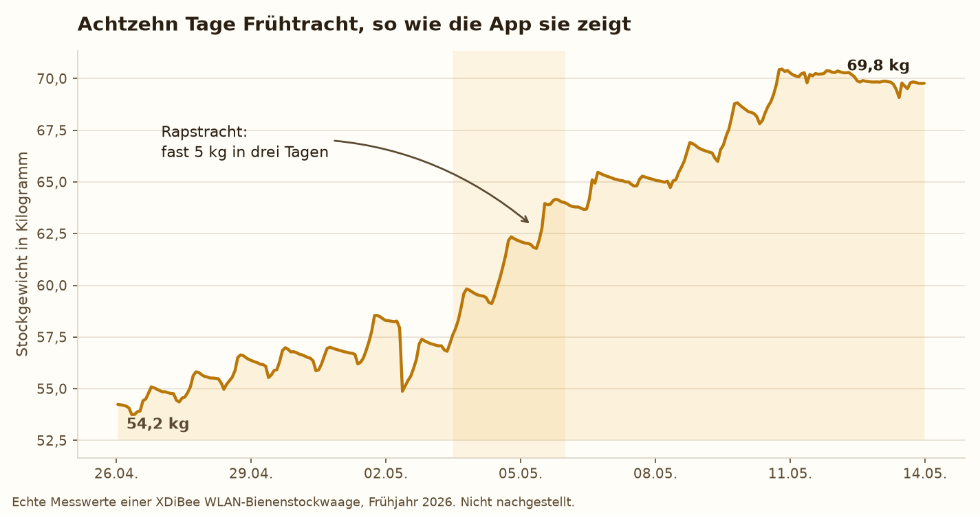 Gewichtsverlauf eines Bienenstocks über achtzehn Tage im Frühjahr: die Kurve steigt von 54,2 auf 69,8 Kilogramm, mit einem besonders starken Anstieg während der Rapstracht Anfang Mai